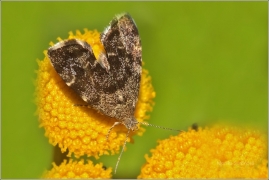 <p>MOLOVENKA KOPŘIVOVÁ (Anthophila fabriciana) (Rybniště)</p>